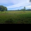 Large farm for sale in Divala, district of Alanje.